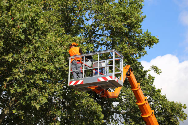 Byrdstown, TN Tree Service Company